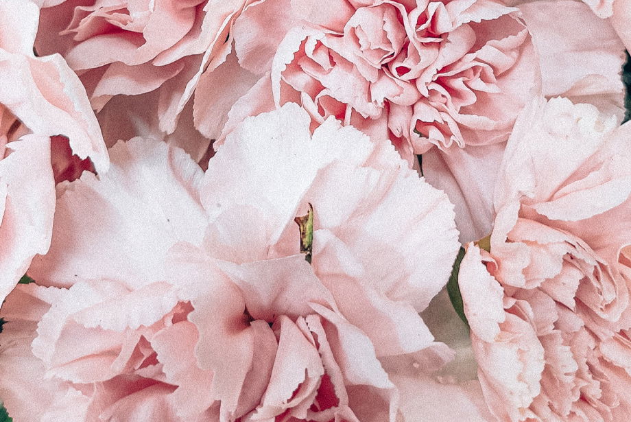 Rose, l'éclosion