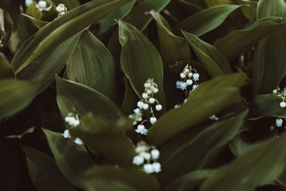 Muguet, floraison